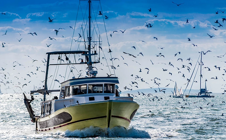 Bateaux de pêche